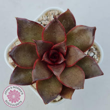 Load image into Gallery viewer, Echeveria &#39;Red Light&#39; - John &amp; Norma&#39;s Succulents Australia
