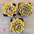 Echeveria 'Red Peppers'