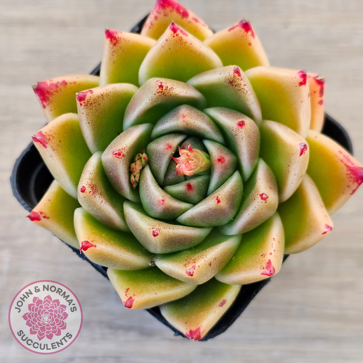 Echeveria 'Red Peppers'