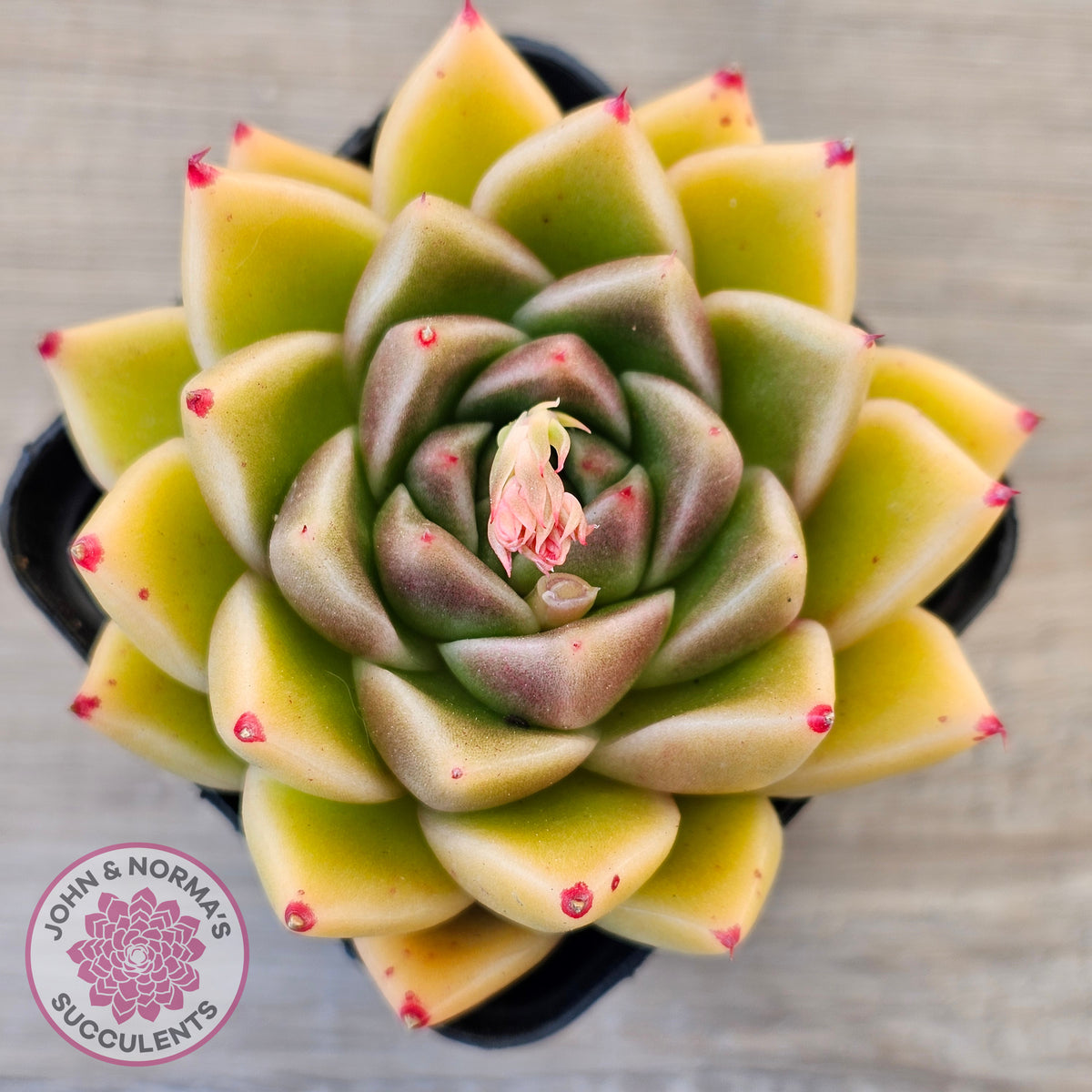 Echeveria 'Red Peppers'