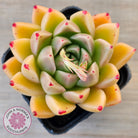 Echeveria 'Red Peppers'