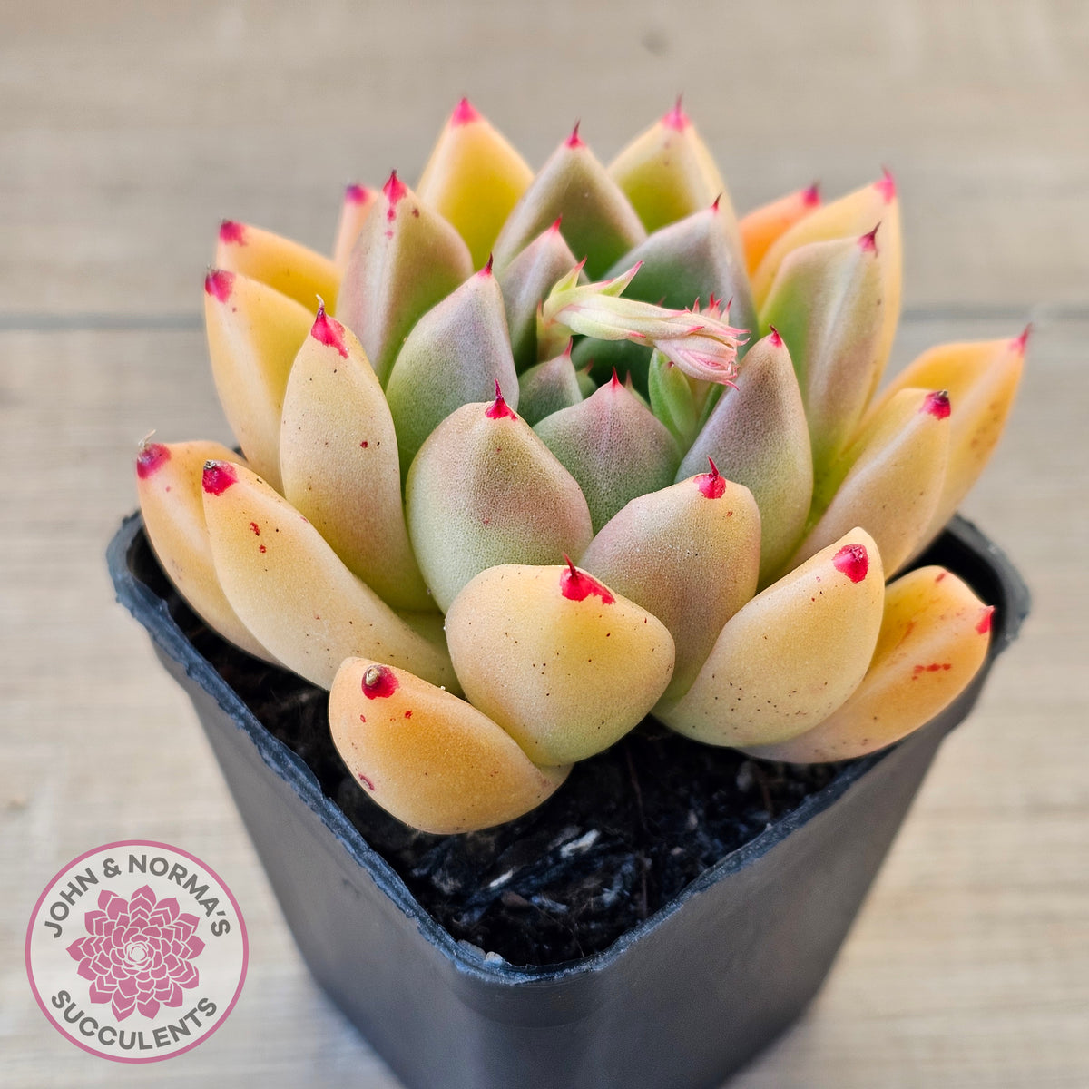 Echeveria 'Red Peppers'