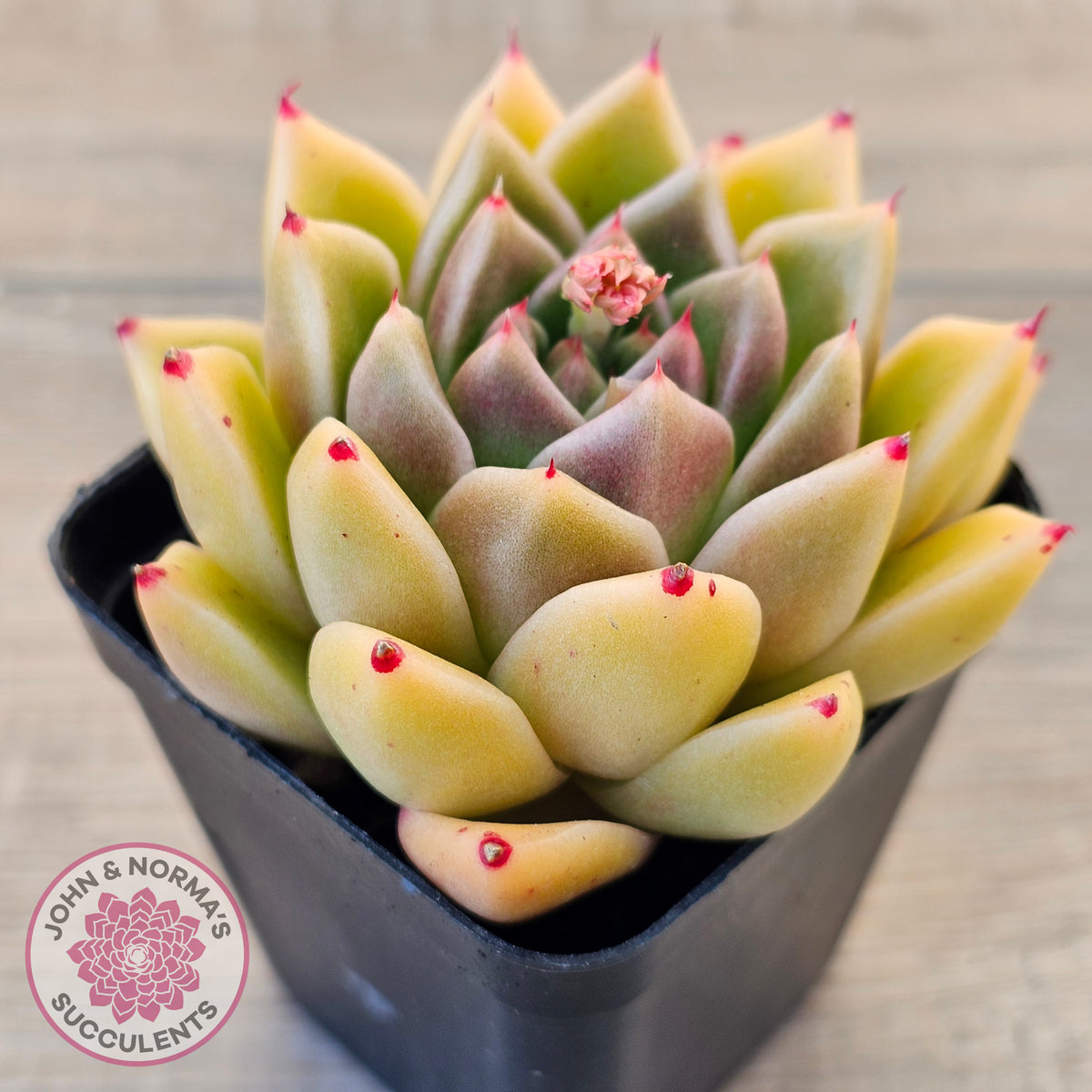 Echeveria 'Red Peppers'