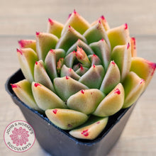 Load image into Gallery viewer, Echeveria &#39;Red Peppers&#39;
