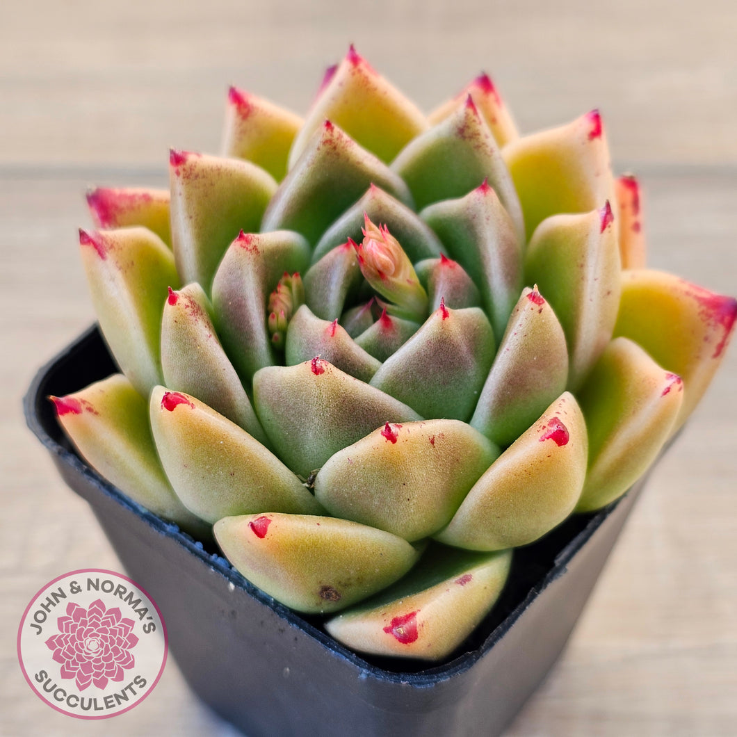 Echeveria 'Red Peppers'