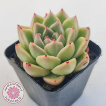 Load image into Gallery viewer, Echeveria &#39;Red Peppers&#39; - John &amp; Norma&#39;s Succulents Australia
