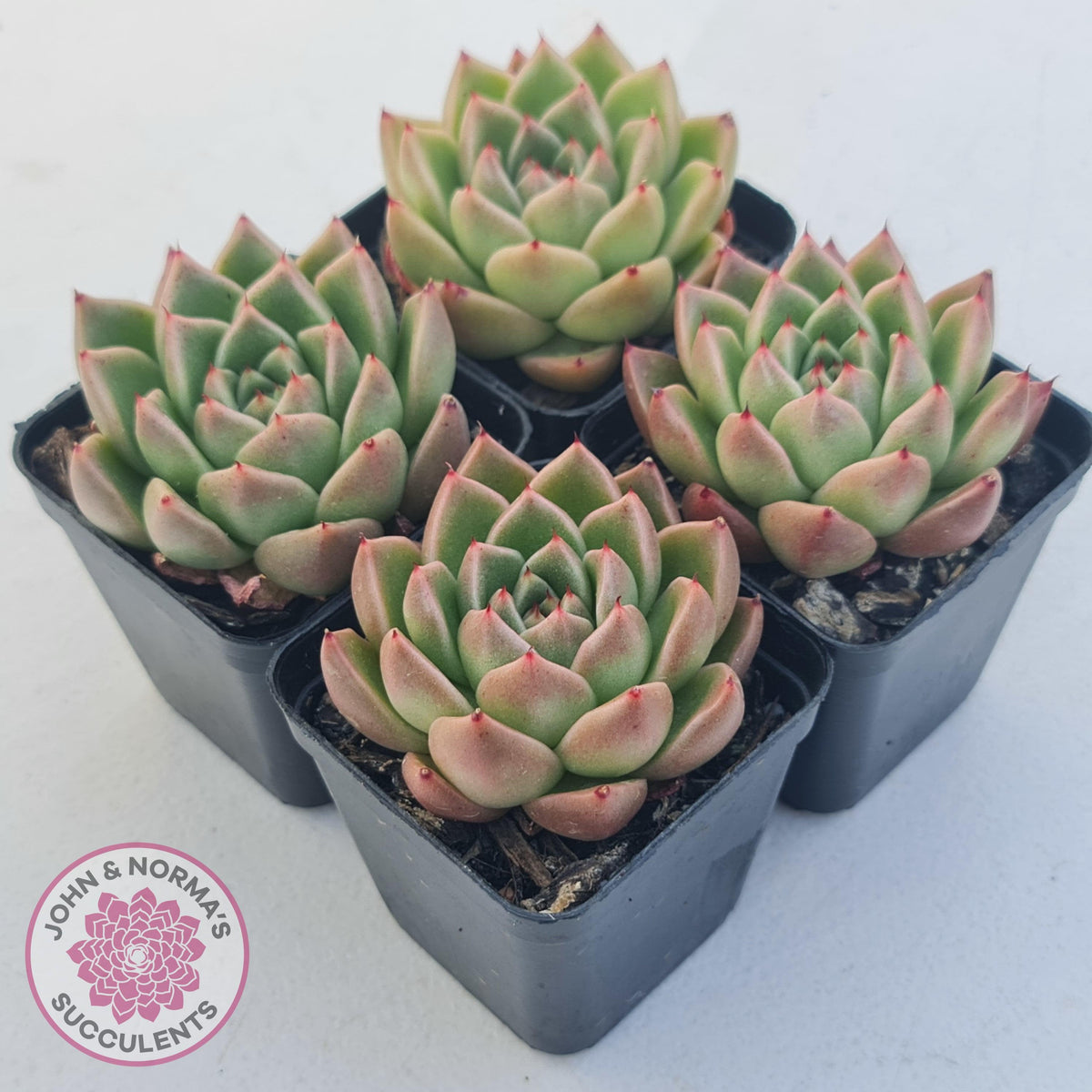 Echeveria 'Red Peppers'