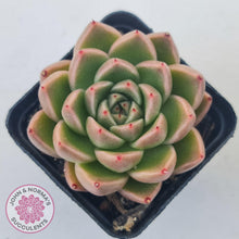 Load image into Gallery viewer, Echeveria &#39;Red Peppers&#39; - John &amp; Norma&#39;s Succulents Australia
