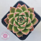 Echeveria 'Red Peppers'