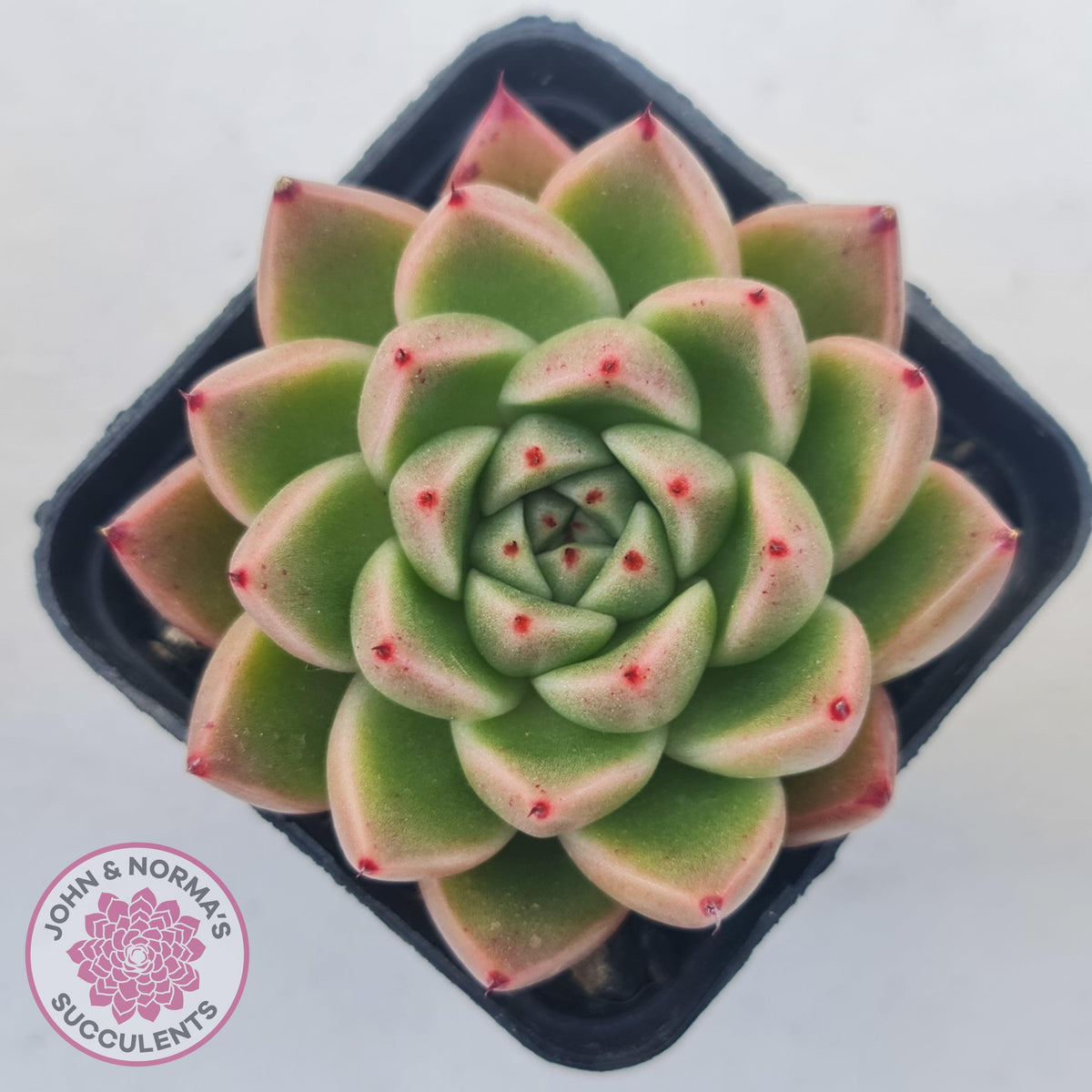 Echeveria 'Red Peppers'