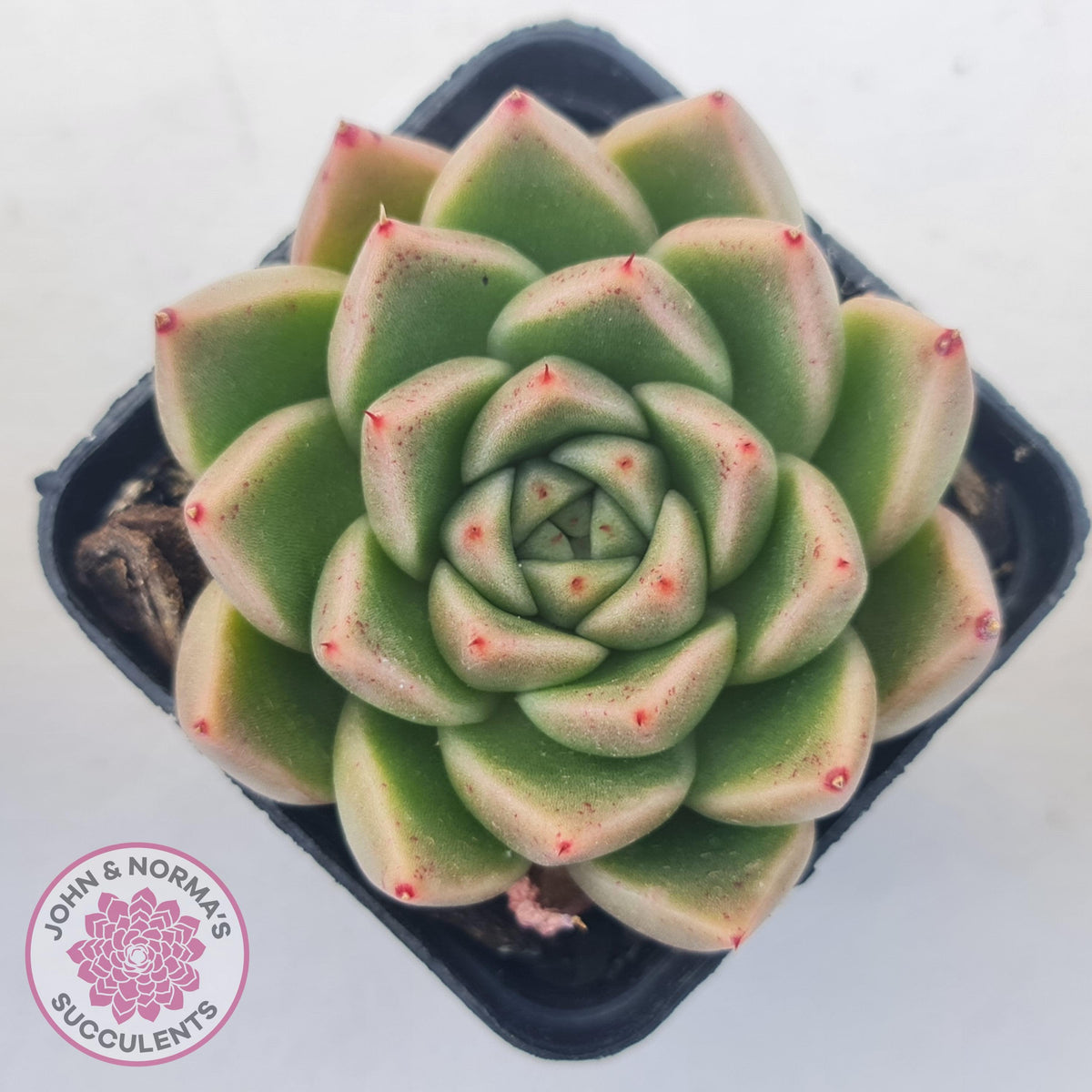 Echeveria 'Red Peppers'