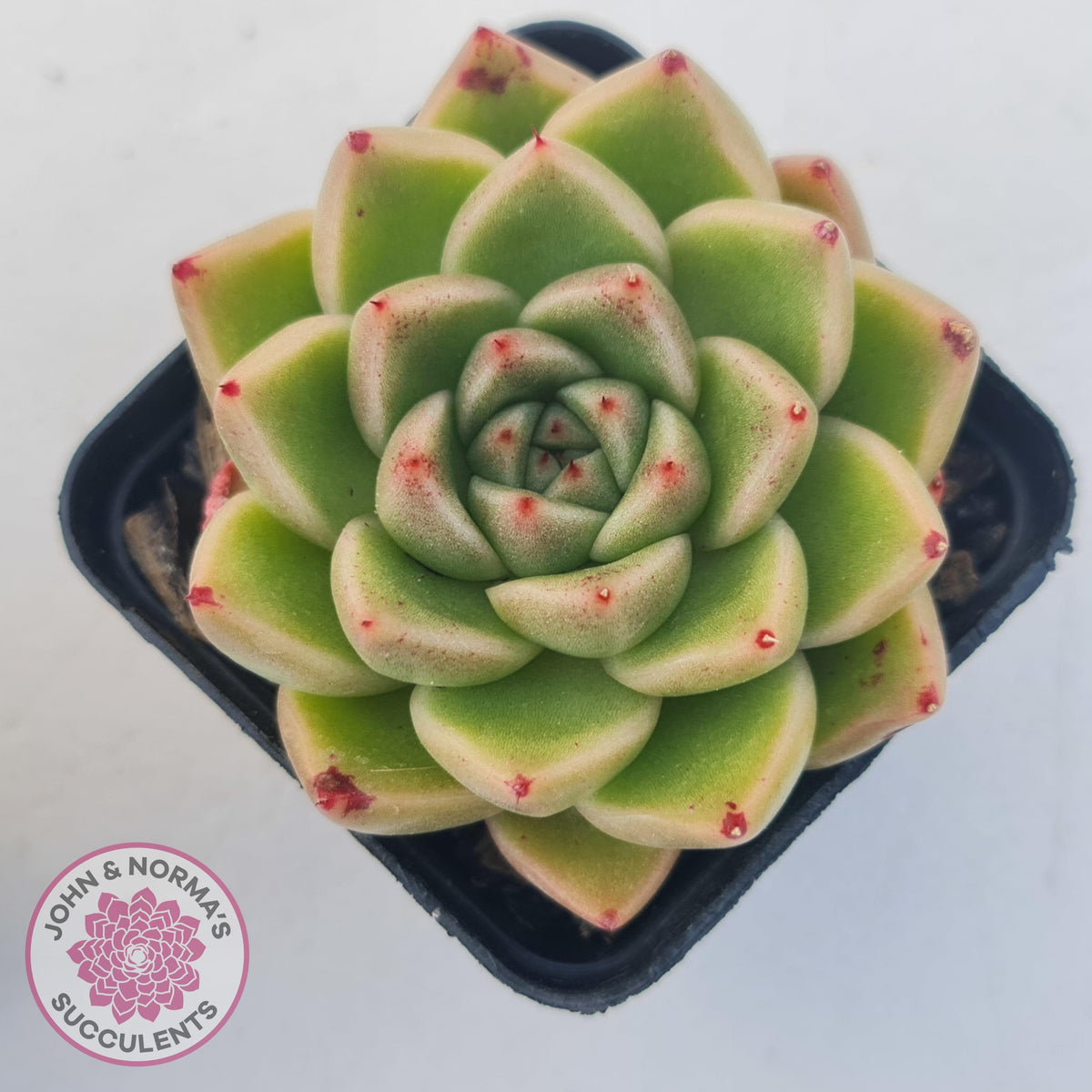 Echeveria 'Red Peppers'