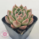 Echeveria 'Red Peppers'