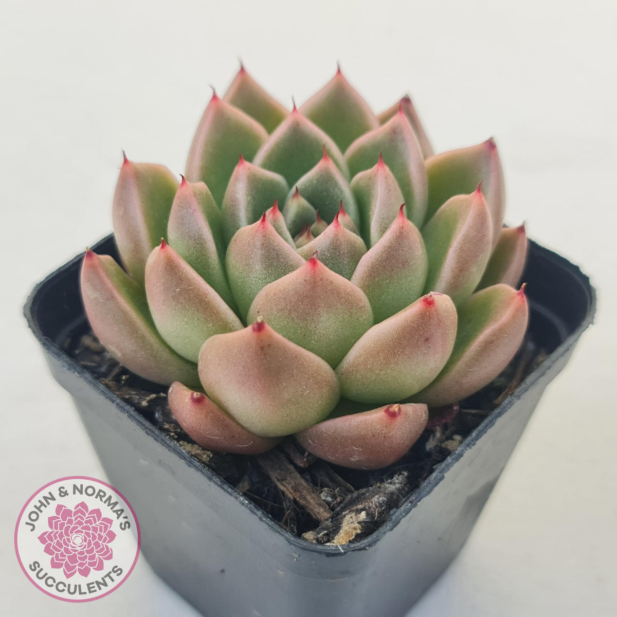 Echeveria 'Red Peppers'