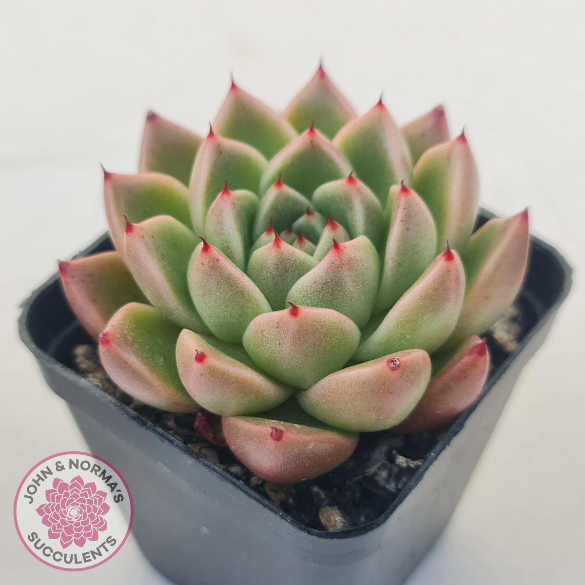 Echeveria 'Red Peppers'