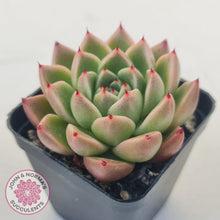 Load image into Gallery viewer, Echeveria &#39;Red Peppers&#39; - John &amp; Norma&#39;s Succulents Australia
