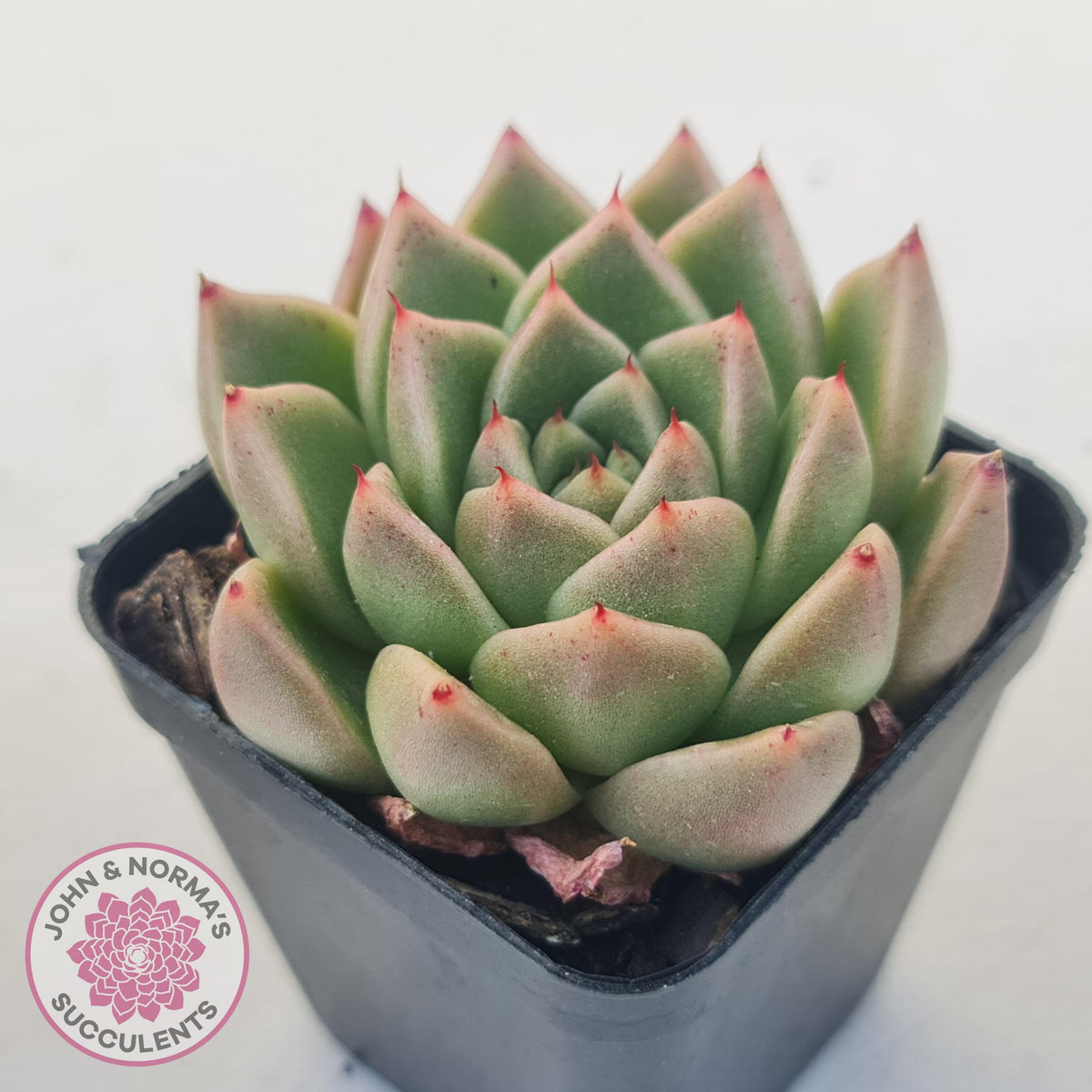 Echeveria 'Red Peppers'