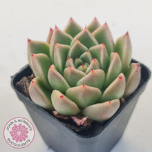 Load image into Gallery viewer, Echeveria &#39;Red Peppers&#39; - John &amp; Norma&#39;s Succulents Australia
