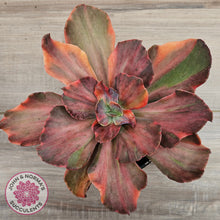 Load image into Gallery viewer, Echeveria 'Red Phoenix' Variegated
