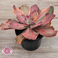 Load image into Gallery viewer, Echeveria 'Red Phoenix' Variegated
