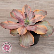 Load image into Gallery viewer, Echeveria 'Red Phoenix' Variegated
