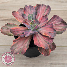 Load image into Gallery viewer, Echeveria 'Red Phoenix' Variegated
