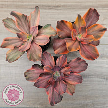 Load image into Gallery viewer, Echeveria 'Red Phoenix' Variegated - (125mm Same Plants)
