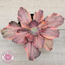 Load image into Gallery viewer, Echeveria 'Red Phoenix' Variegated - (125mm Same Plants)
