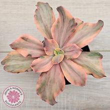 Load image into Gallery viewer, Echeveria 'Red Phoenix' Variegated - (125mm Same Plants)
