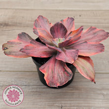 Load image into Gallery viewer, Echeveria 'Red Phoenix' Variegated - (125mm Same Plants)
