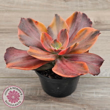 Load image into Gallery viewer, Echeveria 'Red Phoenix' Variegated - (125mm Same Plants)

