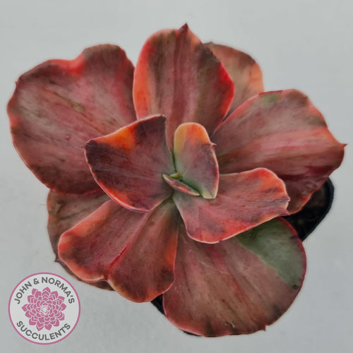 Echeveria 'Red Phoenix' Variegated - John & Norma's Succulents Australia