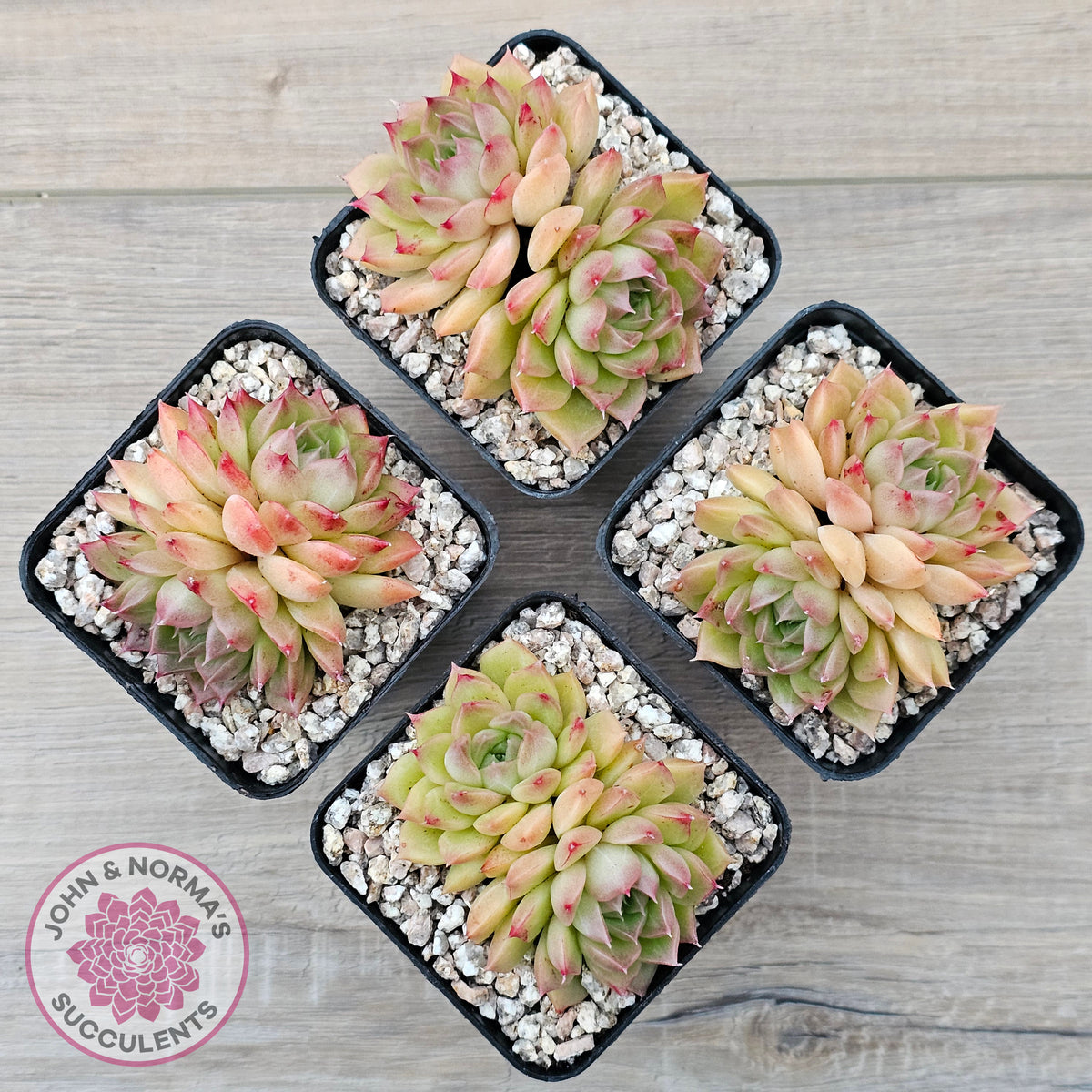 Echeveria 'Red Queen'