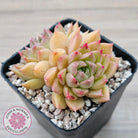 Echeveria 'Red Queen'