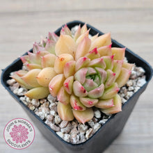 Load image into Gallery viewer, Echeveria &#39;Red Queen&#39;
