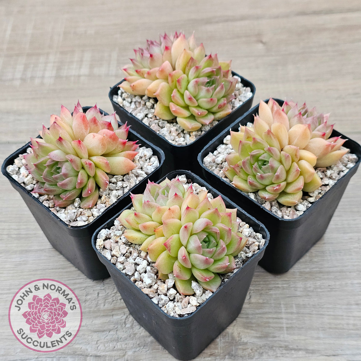 Echeveria 'Red Queen'