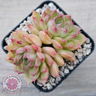 Echeveria 'Red Queen'