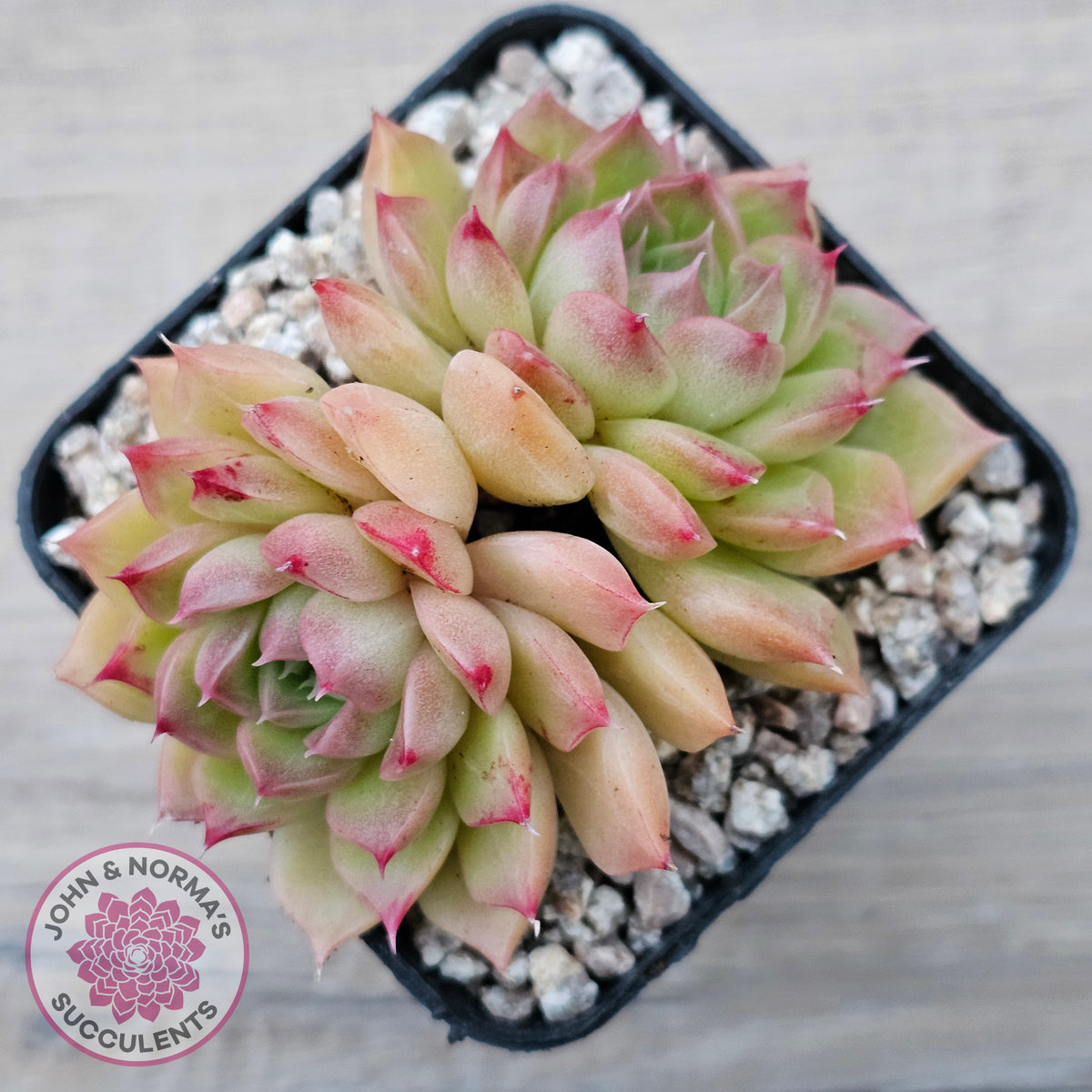 Echeveria 'Red Queen'