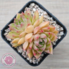 Echeveria 'Red Queen'