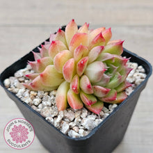 Load image into Gallery viewer, Echeveria &#39;Red Queen&#39;
