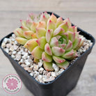 Echeveria 'Red Queen'