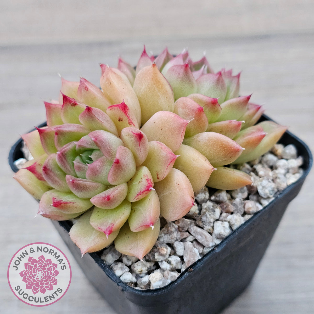 Echeveria 'Red Queen'
