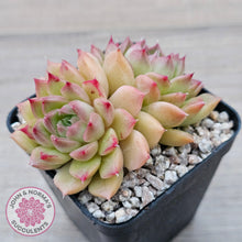 Load image into Gallery viewer, Echeveria &#39;Red Queen&#39;
