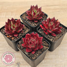 Echeveria 'Red Soul'
