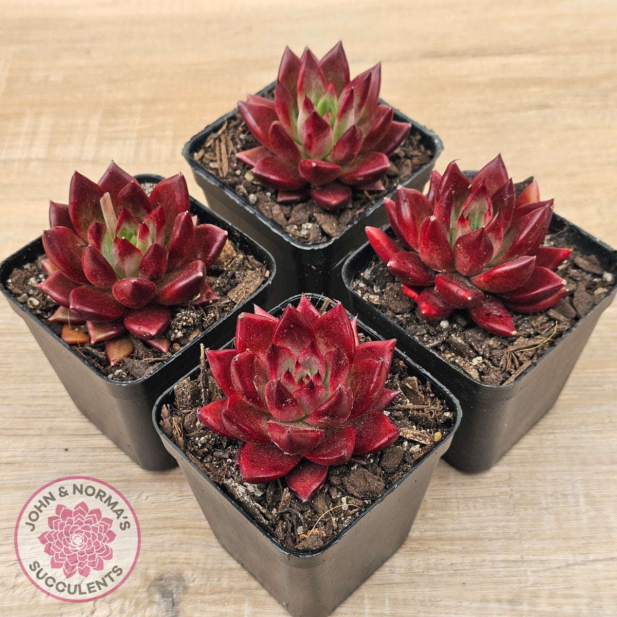 Echeveria 'Red Soul'