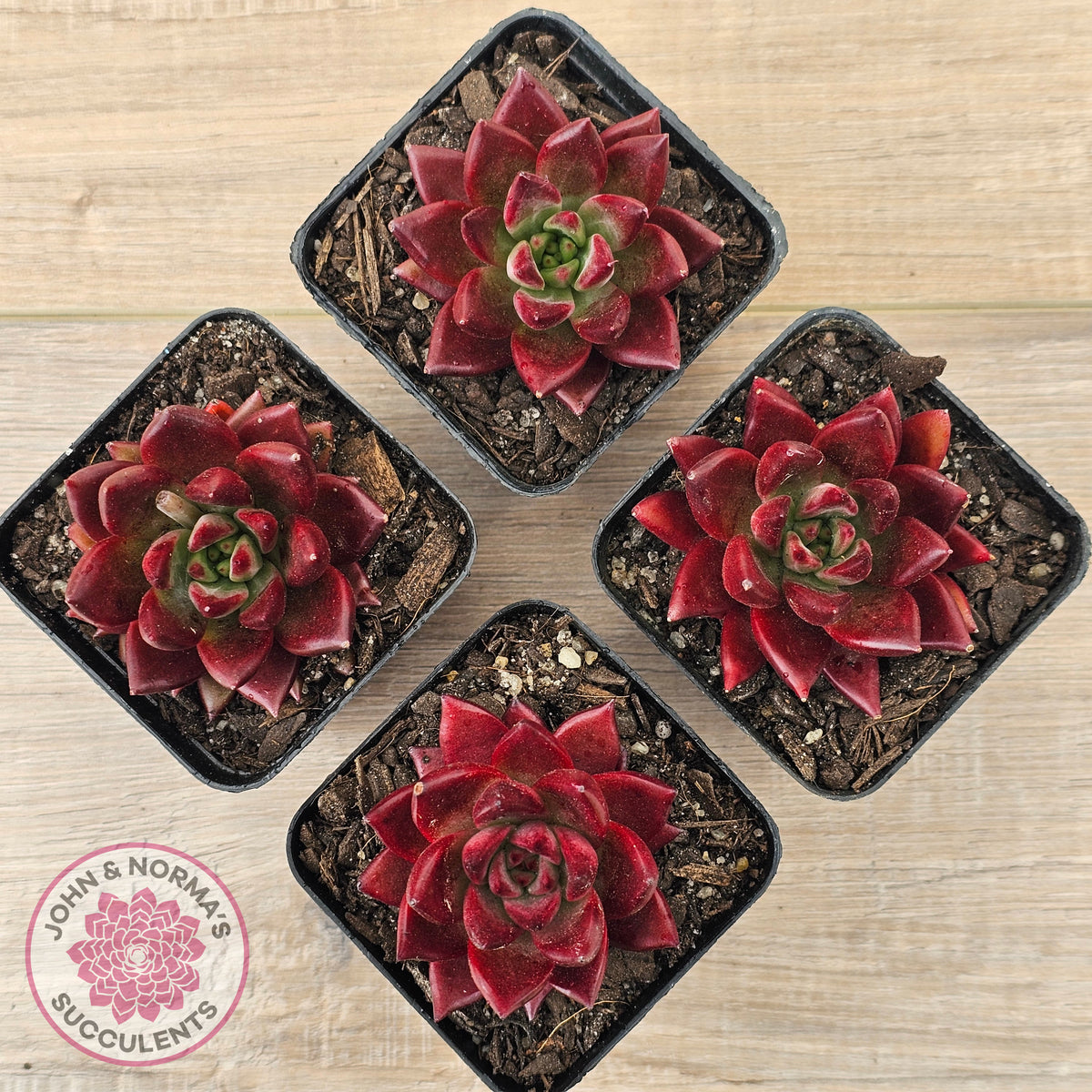 Echeveria 'Red Soul'