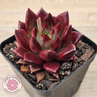 Echeveria 'Red Soul'