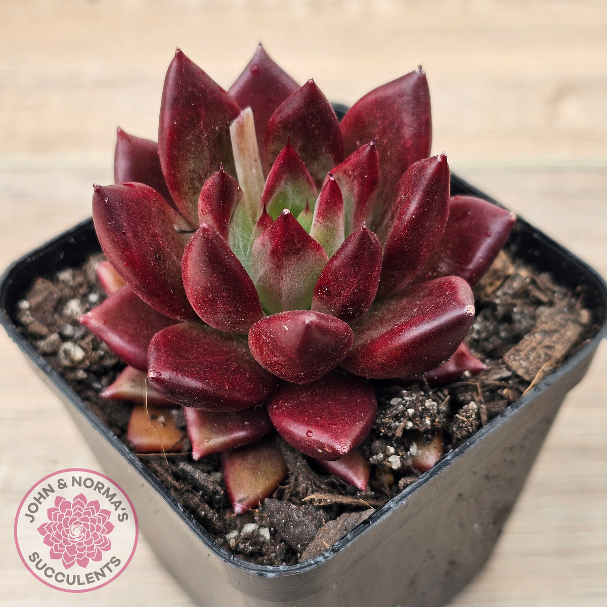 Echeveria 'Red Soul'