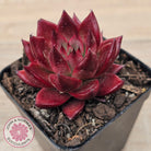 Echeveria 'Red Soul'