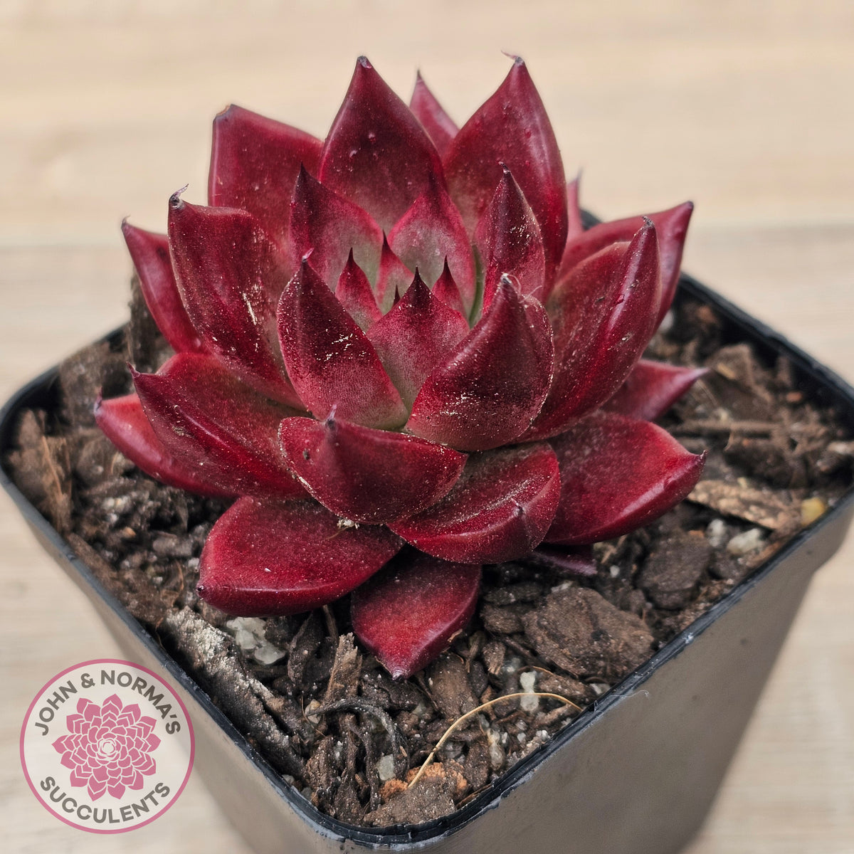 Echeveria 'Red Soul'